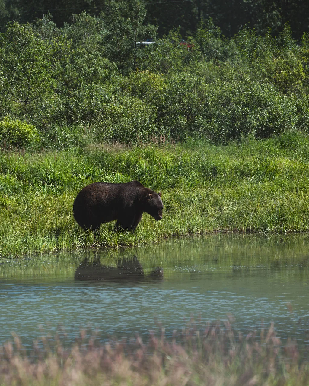 Alaska Wildlife Conservation Center