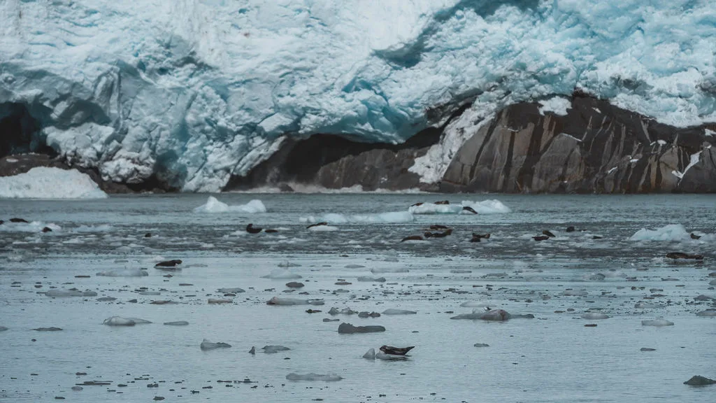 Walk to Kenai Fjords Tour