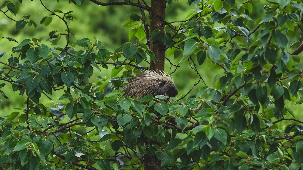 Alaska Wildlife Conservation Center
