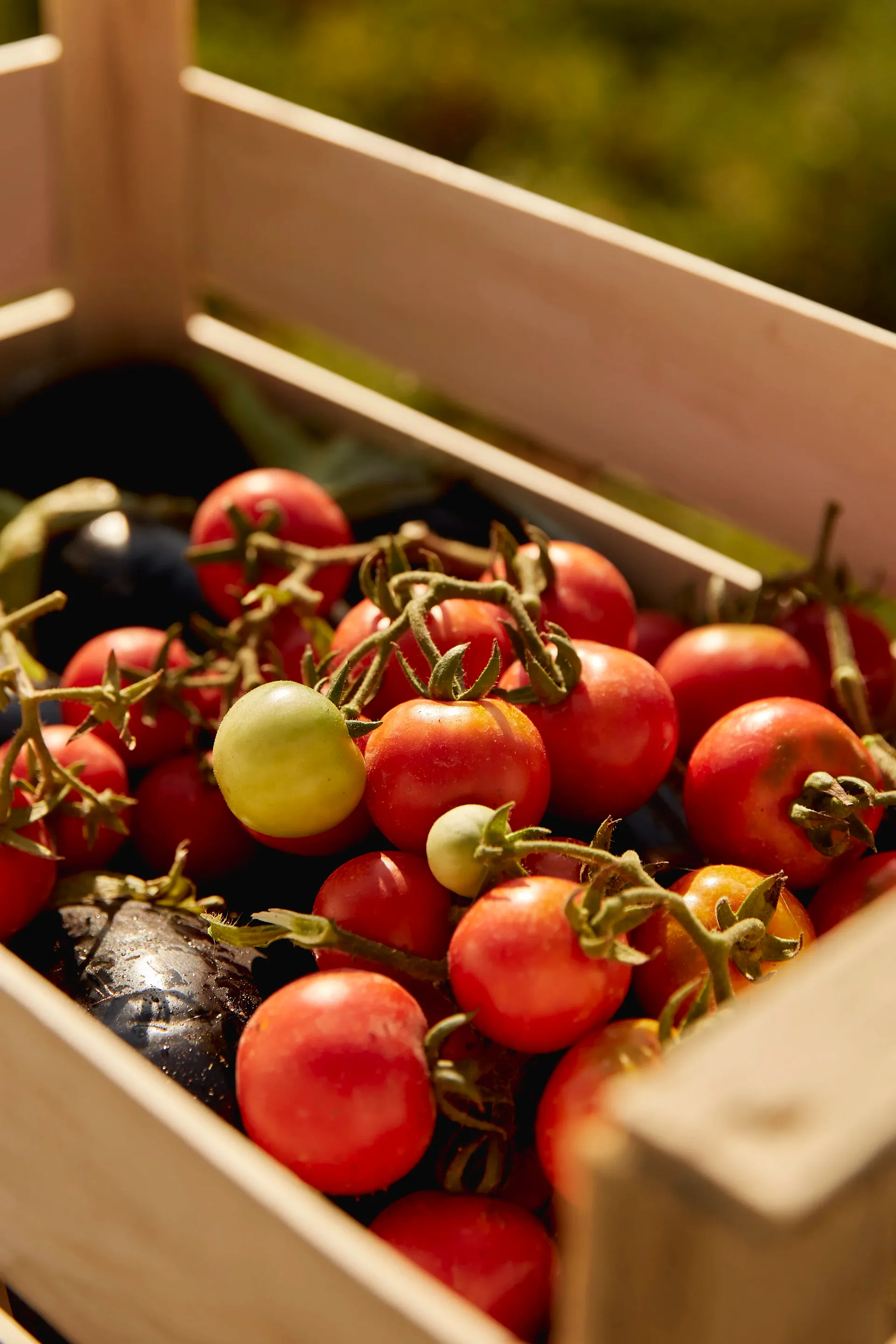 Farm-to-Table Foraging Walk
