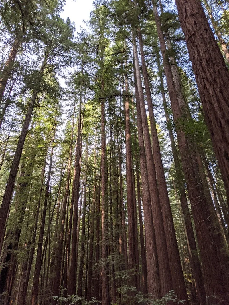 Picnic Lunch in the Redwood Grove