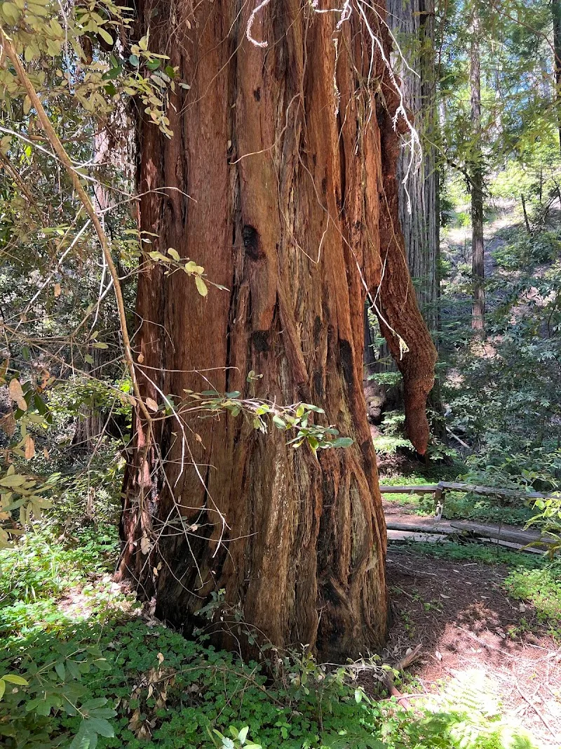Optional Hikes at Armstrong Redwoods 