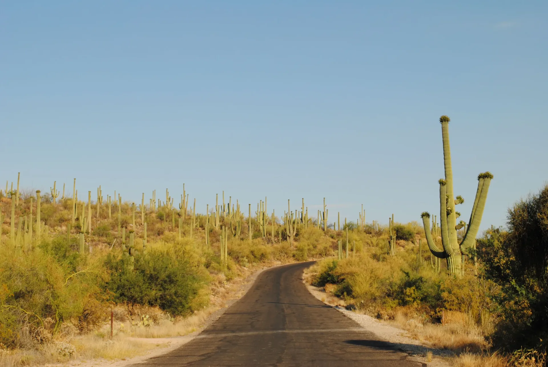 Ride Share to Gilbert