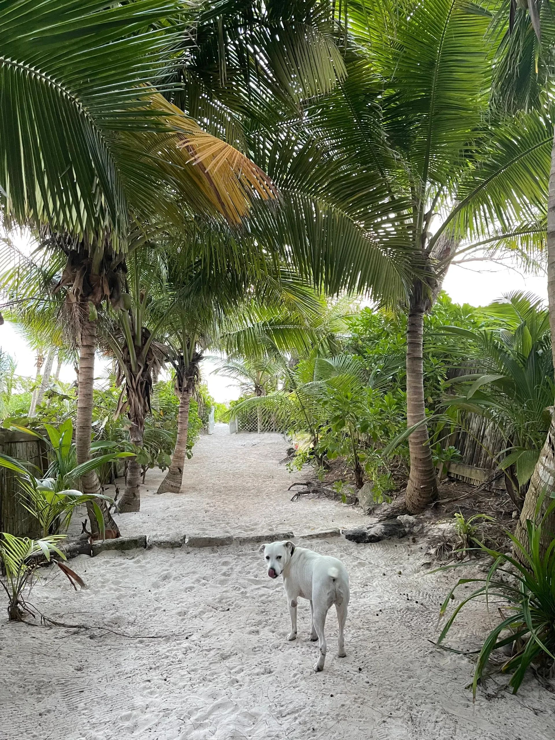 Beach Day on Famous Pink Sands Beach